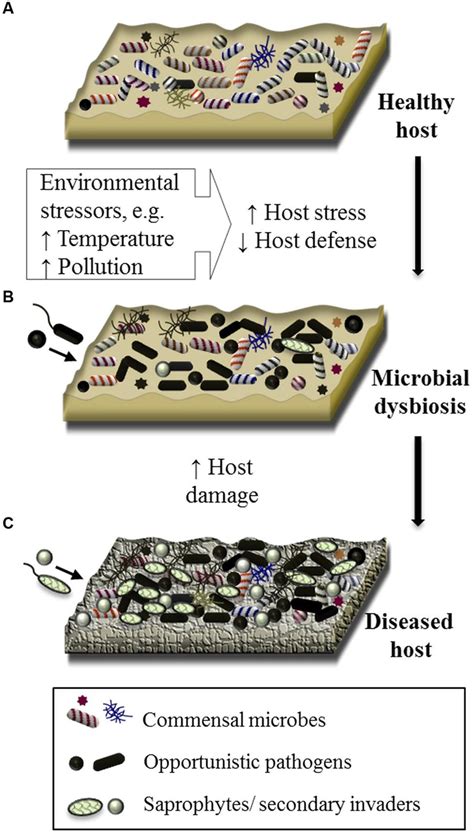 Schematic Of The Proposed Involvement Of Microbial Dysbiosis