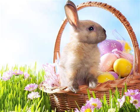 Easter Rabbits Wallpapers Top Free Easter Rabbits Backgrounds