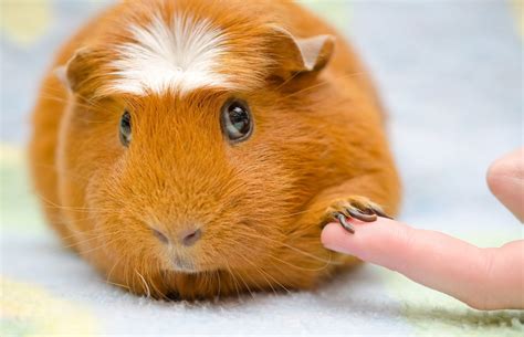 Crested Guinea Pig Wikia Fandom