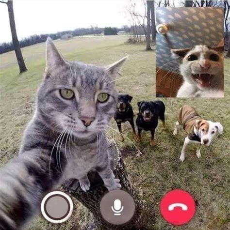 Facetime With The One Who Stays At Home Cat Adoption Adoption Photos