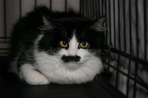 Retrato De Un Hermoso Gato Blanco Y Negro Con Ojos Anaranjados Y Una