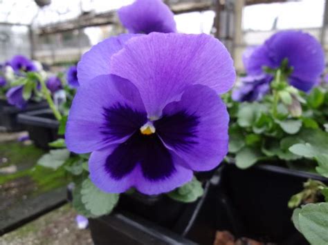 Pansy Colossus Ocean Pansies Seeds Large Flowers