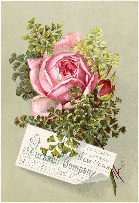 Beautiful Vintage Pink Rose Image The Graphics Fairy