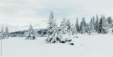 Snow Covered Fir Trees In Frozen Winter Landscape In Scandinavia Del