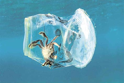 Ph Marine Life Center Not Spared From Plastic Inquirer News