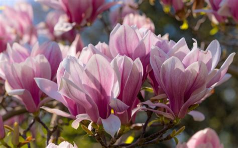 Pink Magnolia Wallpapers Wallpaper Cave