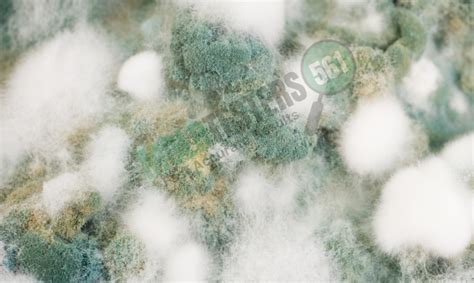 Mold Vs Mildew How To Tell The Difference Between Both