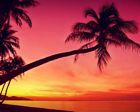 Free Download Hd Tropical Sunset Palm Trees Silhouette Beach Wallpapers