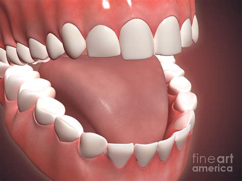 Human Mouth Open Showing Teeth Gums Digital Art By Stocktrek Images