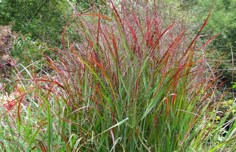 10 Essential Native Grasses And Sedges For Mid Atlantic Gardens