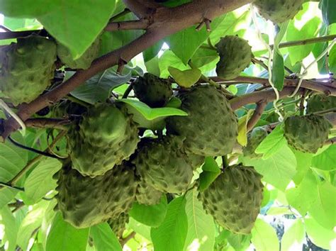 Buy hachiya japanese persimmon trees online with delivery right to your doorstep. cherimoya