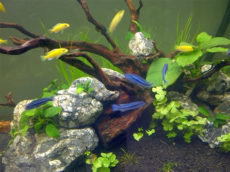 Greenbox Aquascape Malawi Cichlids And Aquascape Serius