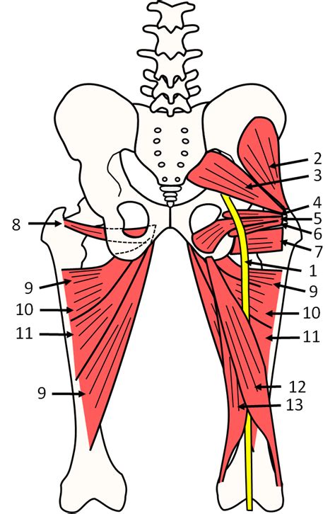 Diagram Of Hipand Backmuscles Anatomy Of The Hip Acetabular Joint
