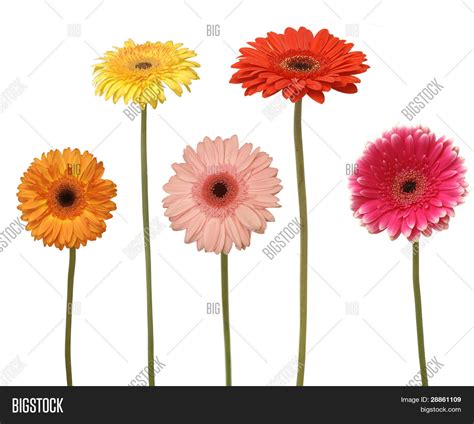 Five Flowers Isolated Image And Photo Free Trial Bigstock