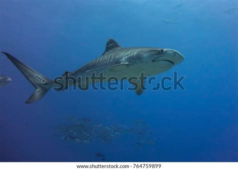564 Baby Tiger Shark Images Stock Photos And Vectors Shutterstock