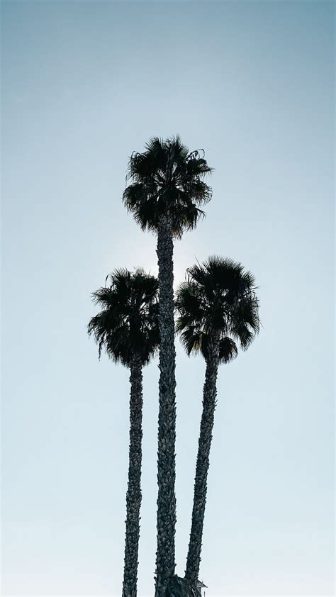 Download Wallpaper 1080x1920 Palm Trees Leaves Branches Sky Samsung