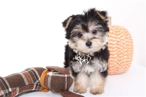 Morkies, morkie puppies, and the morkie: Morkie puppy for Sale in NAPLES, FL, USA. ADN-55137 on ...