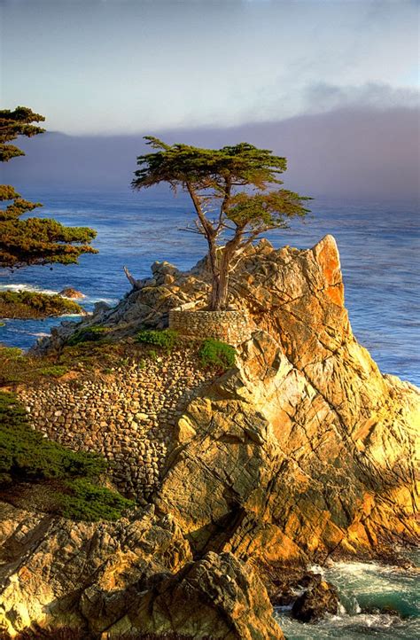 Meet A Tree The Lone Cypress A Monterey Cypress