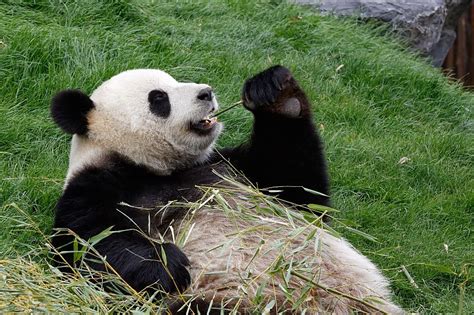 Panda Conservation Volunteering In China The Great Projects