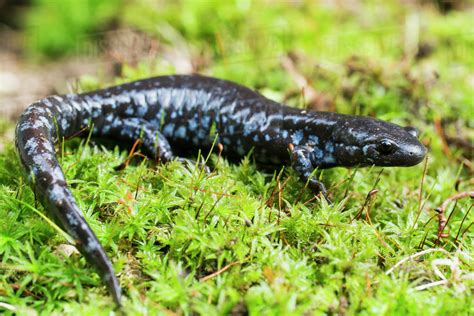 Blue Spotted Salamander Ambystoma Laterale Crawling Over Moss