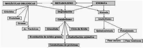 BiologÍa I Bloque Iv Describes El Metabolismo De Los Seres Vivos