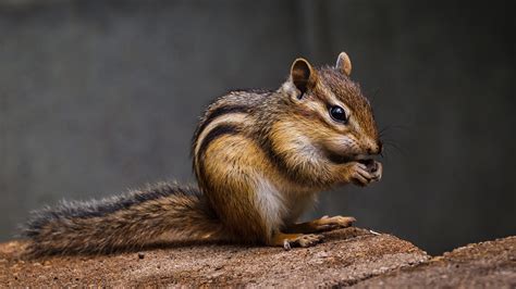 What Do Chipmunks Eat And What Should You Feed Them As Pets