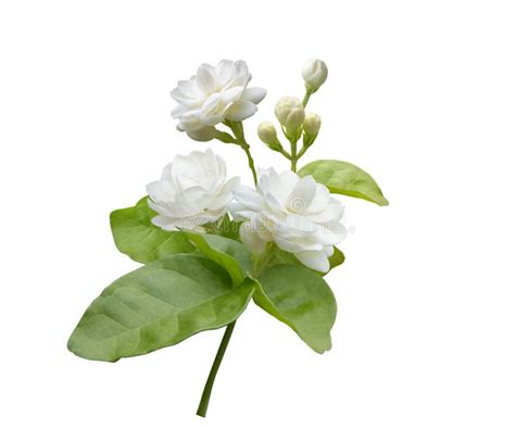 Jasmine Flower Symbol Of Mother S Day In Thailand Stock Photo Image