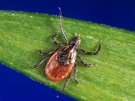Lyme Disease Carrying Ticks Are Turning Up On Californias Beaches
