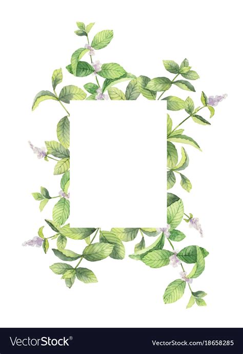 Watercolor Frame Of Mint Branches Isolated Vector Image