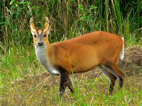 The Barking Deer Read About The Indian Muntjac Here