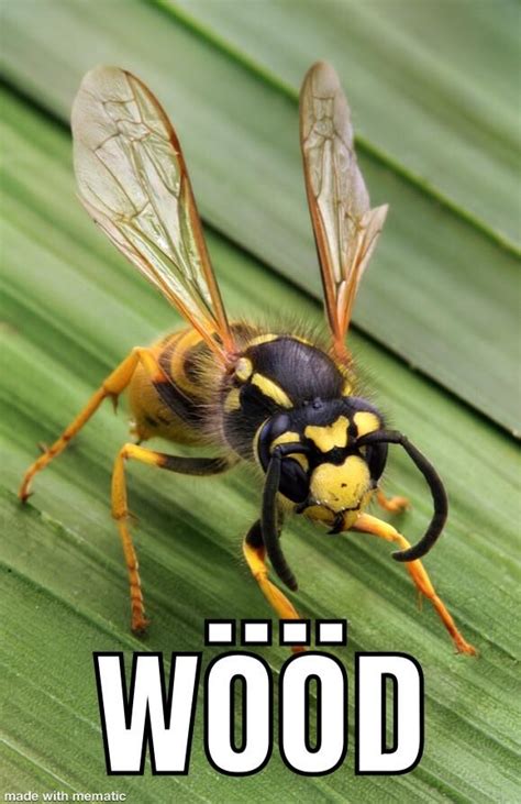 Insect Memes Are Back Rmemes