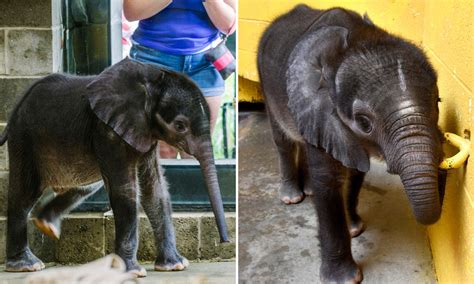 Premature Baby Animals