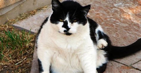 Fat Cats Awesome Photographs Funny And Cute Animals