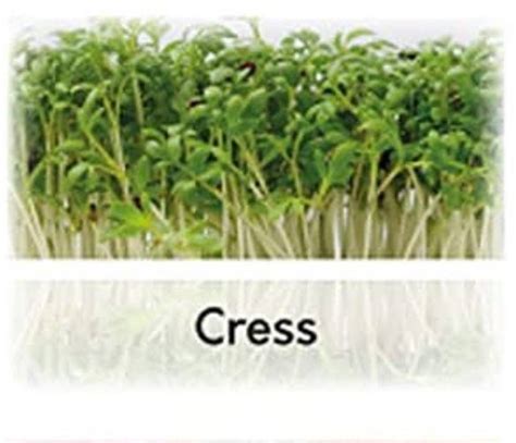 Cybexis Hybrid Cress Fine Curled Seeds700 Seeds Seed Price In India