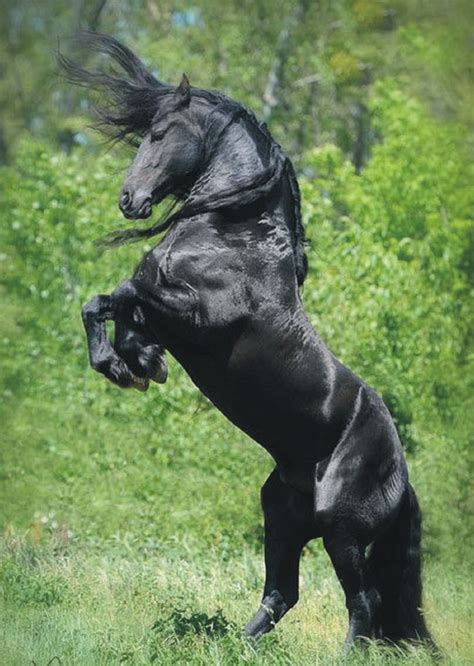 Majestic Horse Majestic Animals Black Horses Wild Horses Horse