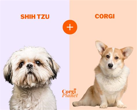 6 Things You Need To Know About The Shih Tzu Corgi Mix Corgi Planet