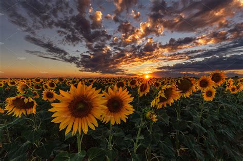 Sunset Over A Sunflower Field Nature Stock Photos ~ Creative Market