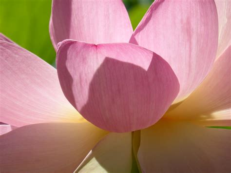 Lotus Nelumbo Nucifera Adelaide Botanic Gardens Flickr