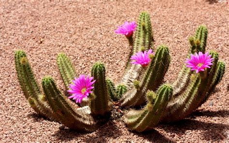 Cactus Desert Flower Full Hd Wallpapers 2560x1600