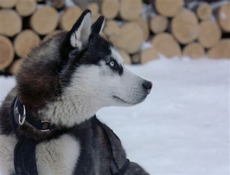 Demon From Snow Dogs Siberian Huskies Photo 32170989 Fanpop