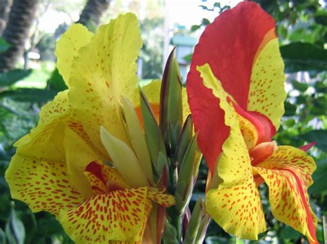 They are tender plants, but in warmer parts of the uk you can leave the rhizomes in the ground with a covering of mulch. HOW TO OVERWINTER CANNA LILIES |The Garden of Eaden
