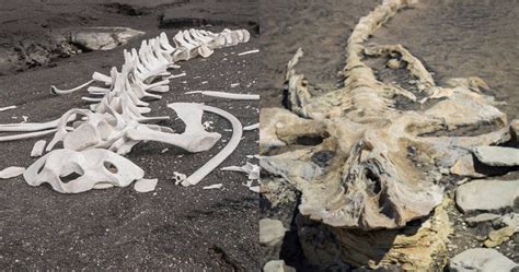 Four Legged ‘whale Lived In Peru 43 Million Years Ago