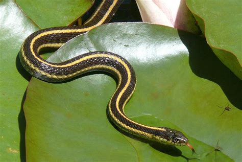 Aquatic Garter Snake Facts Description Diet And Pictures