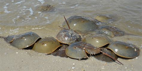 Where And When To See Horseshoe Crab Spawning Return The Favor