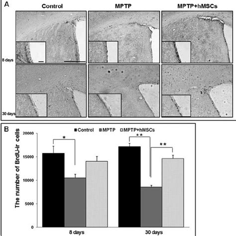 Effect Of Hmscs On Neurogenesis In The Subventricular Zone Svz Of