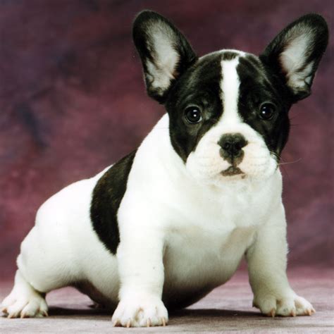 French bulldogs puppies in colorado and missouri. French Bulldog - Wiktionary