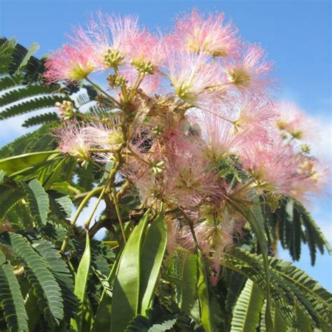 E H Wilson Mimosa Tree From Stark Bros Mimosa Trees For Sale