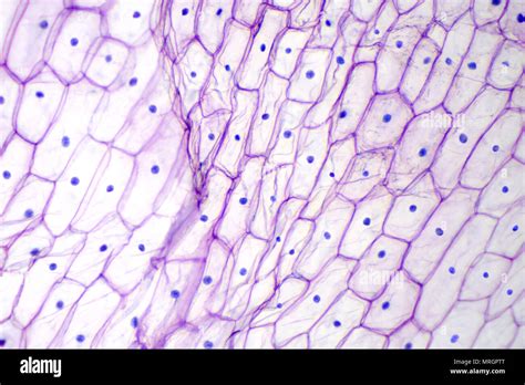 Atlantic Temperament Collision Course Human Skin Cells Under Microscope