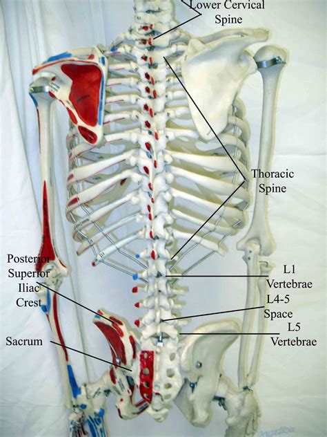 Lower Back Muscles Labeled Lumbar Spine Anatomy Anato
