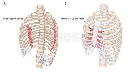 Muscles Of The Thoracic Wall Osmosis